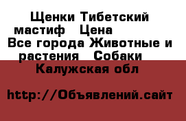  Щенки Тибетский мастиф › Цена ­ 50 000 - Все города Животные и растения » Собаки   . Калужская обл.